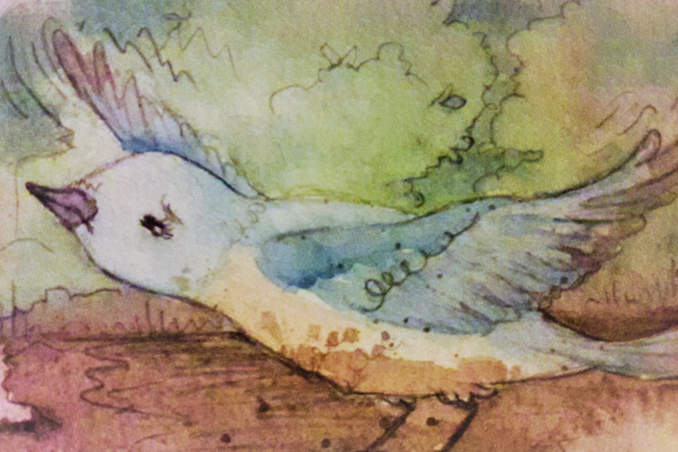 Christian Book about Birds2
